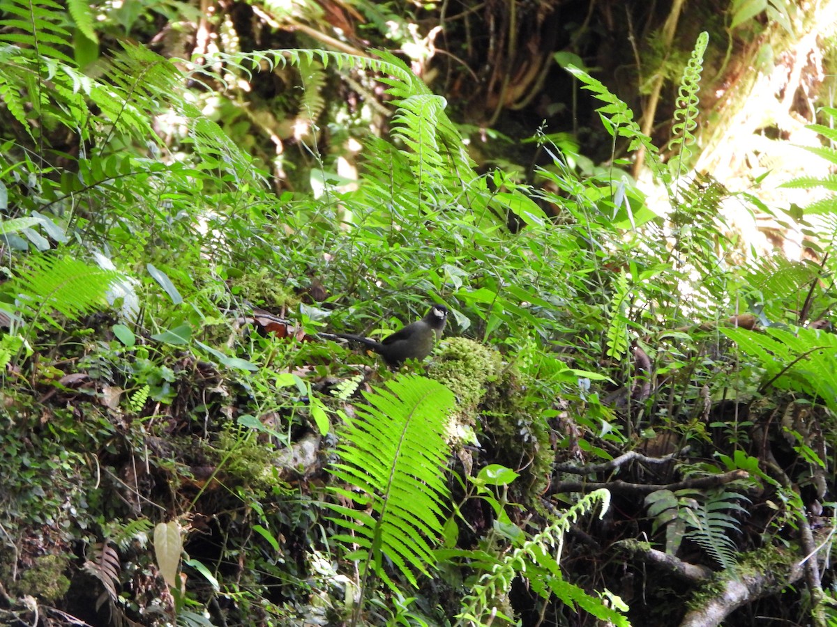 Yellow-thighed Brushfinch - ML647019014