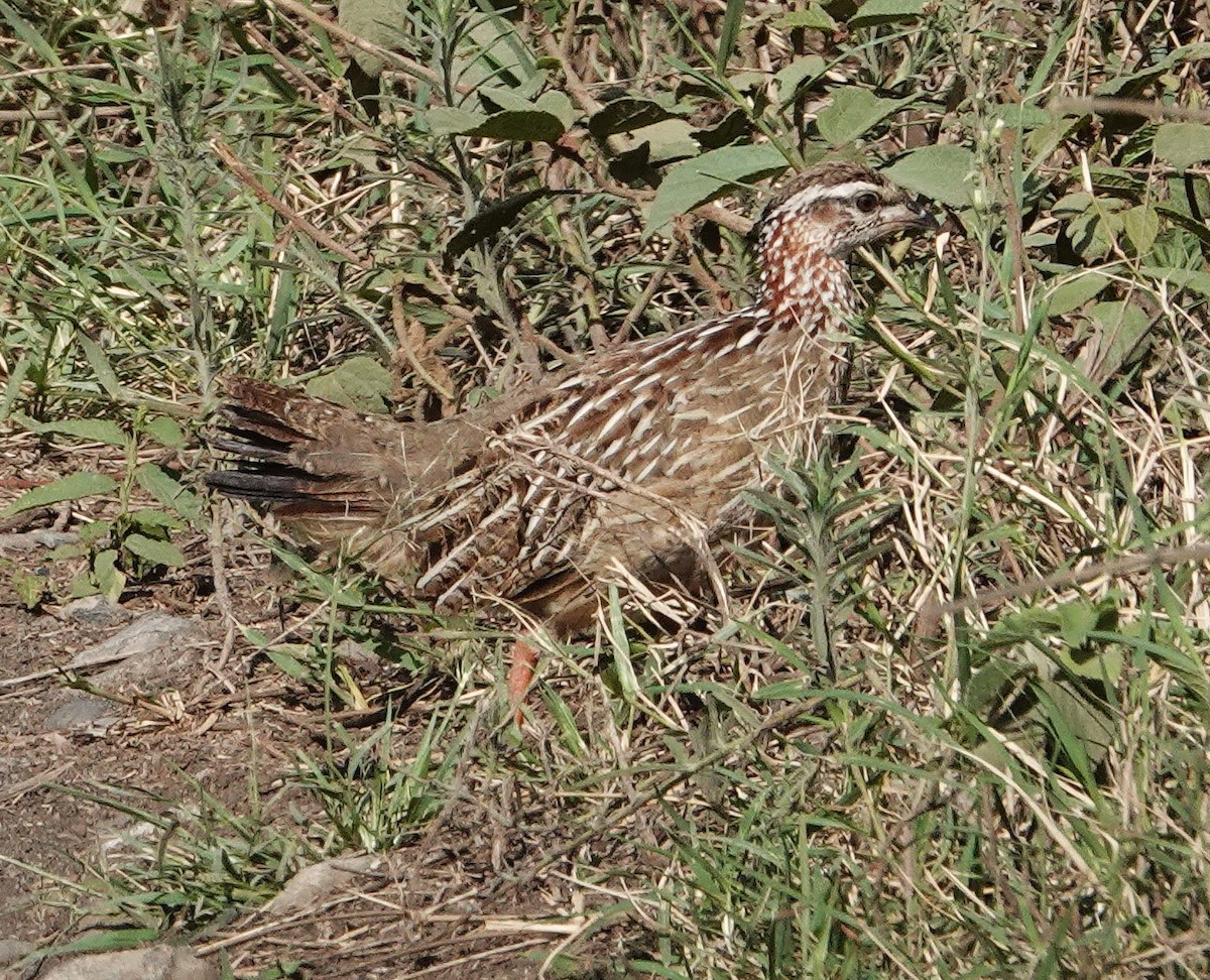 frankolín čapkový - ML647019019