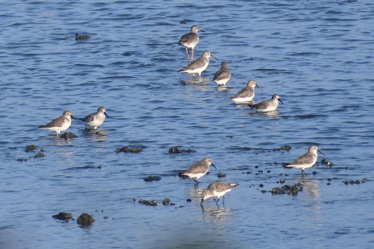 黑腹濱鷸 - ML647019021