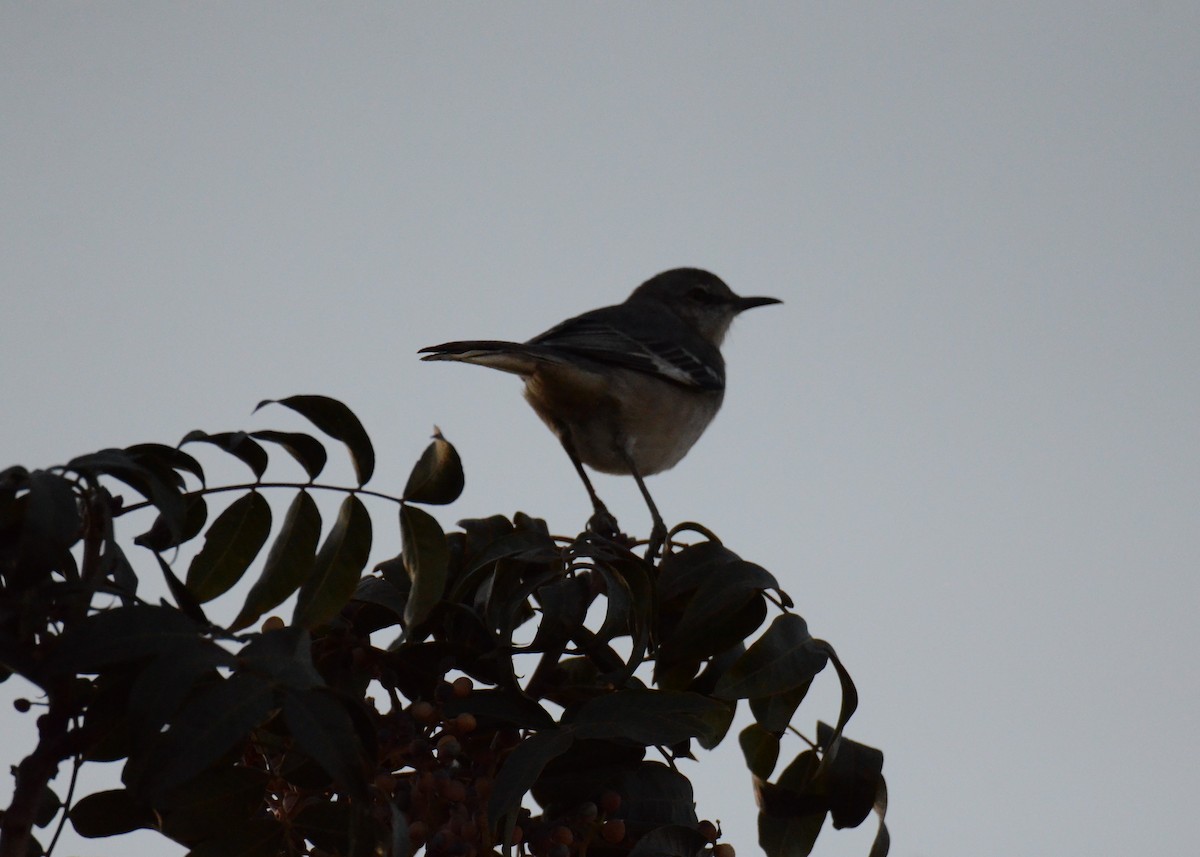 drozdec mnohohlasý - ML647019026