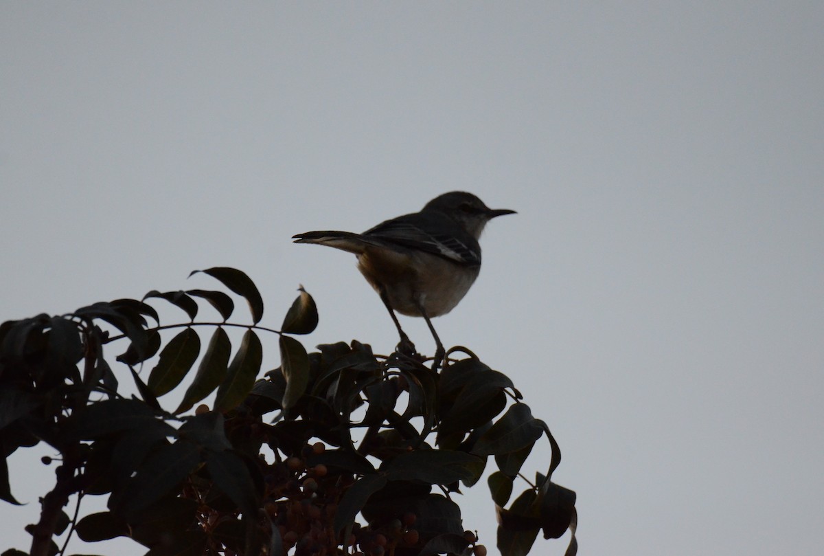 drozdec mnohohlasý - ML647019027