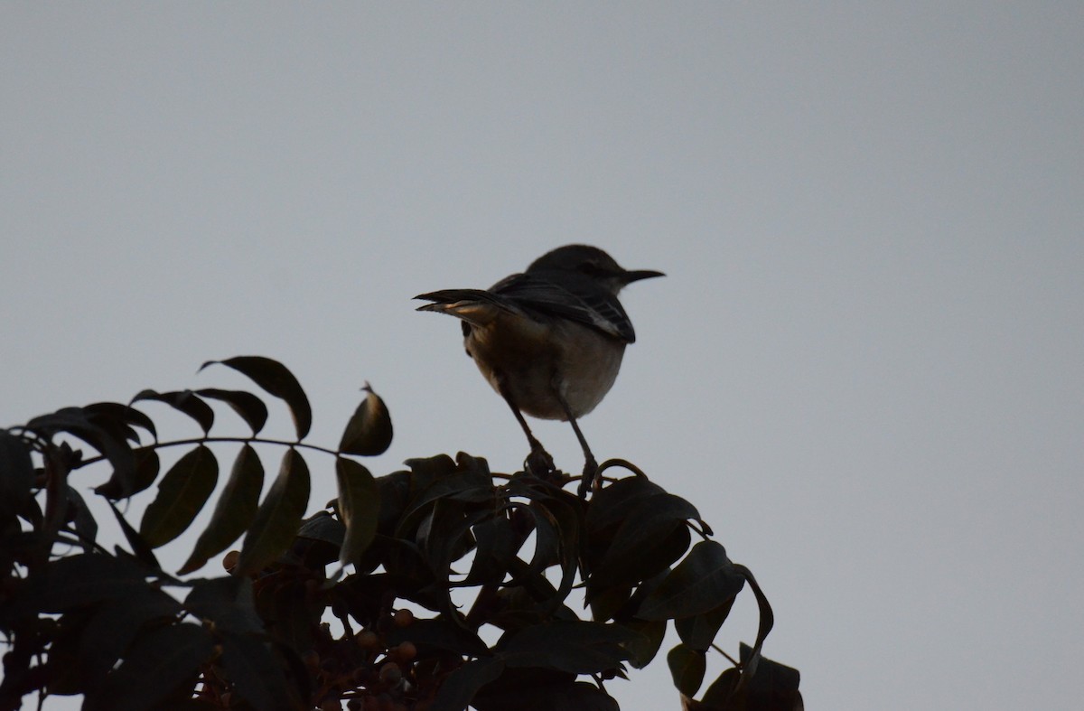 drozdec mnohohlasý - ML647019028