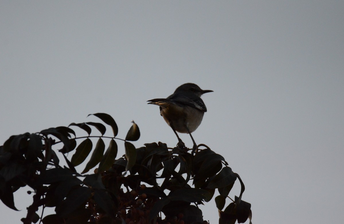 drozdec mnohohlasý - ML647019029