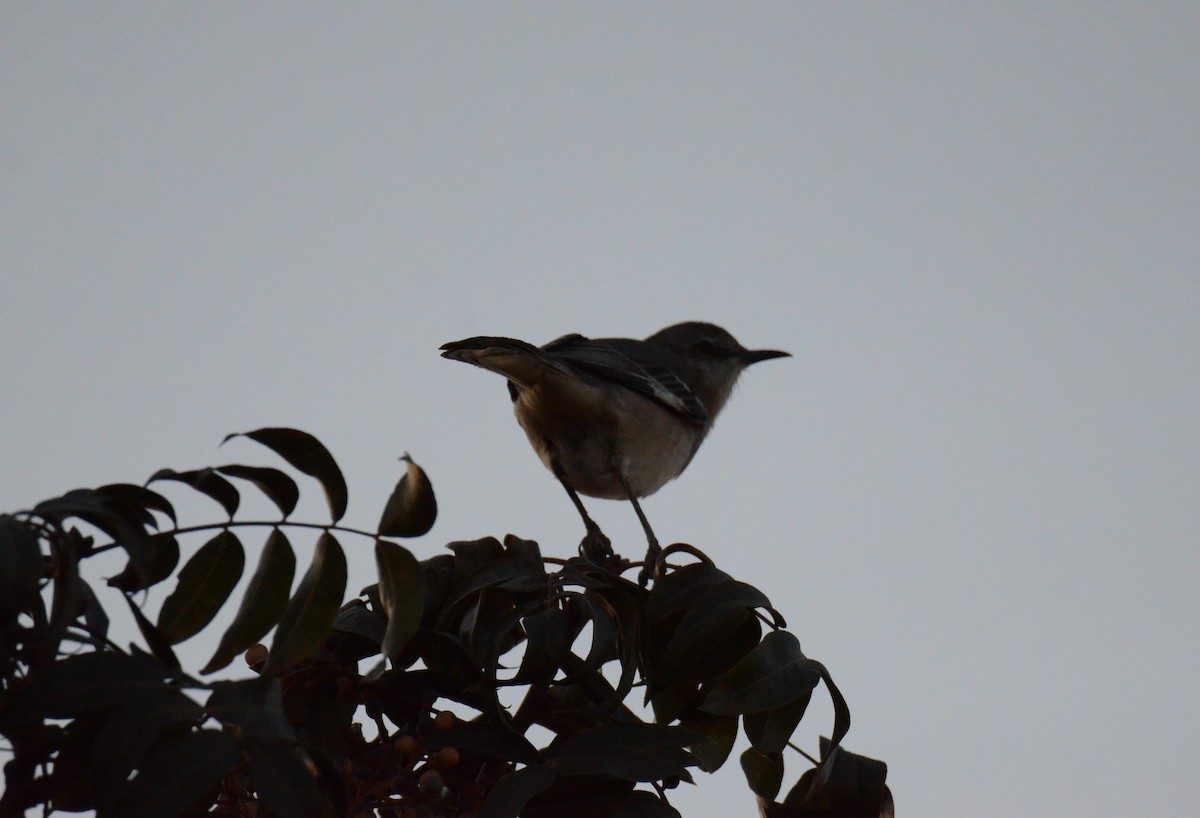 drozdec mnohohlasý - ML647019030