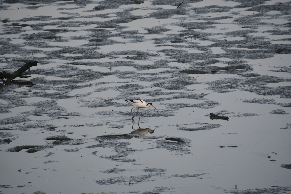 Pied Avocet - ML647019035