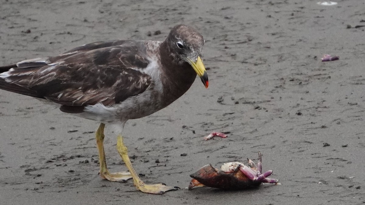 Belcher's Gull - ML647019039
