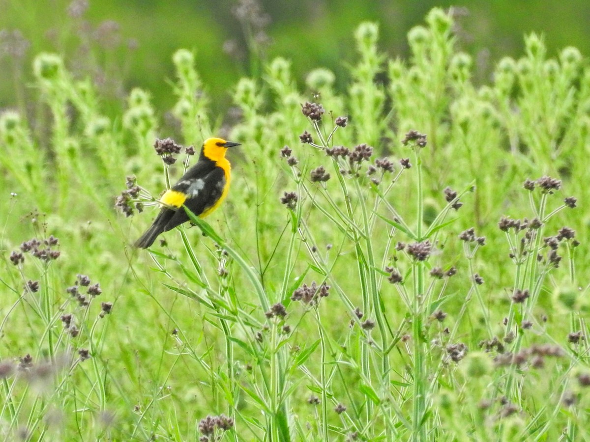 Goldstärling - ML647019040