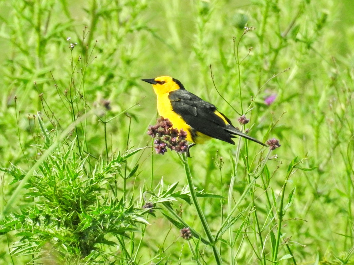 Goldstärling - ML647019041