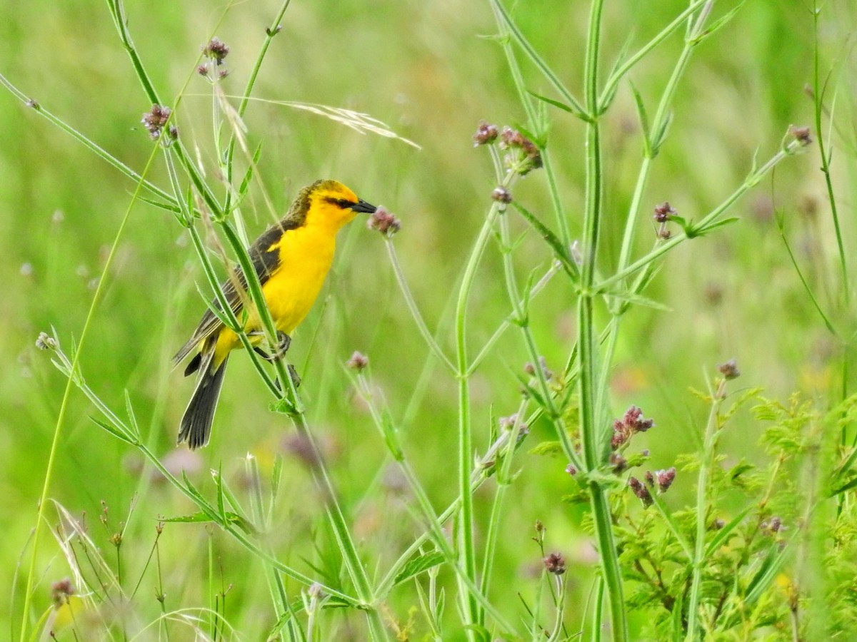 Goldstärling - ML647019043