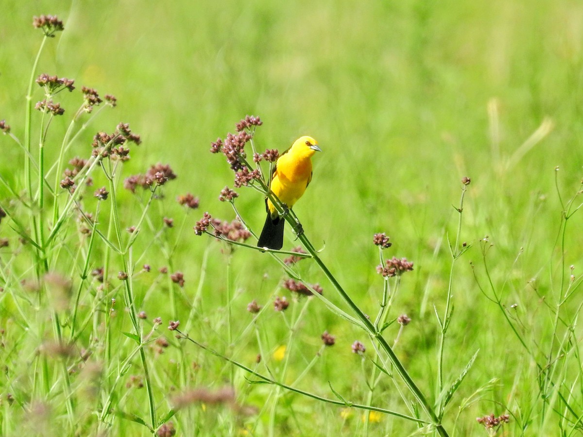 Goldstärling - ML647019045