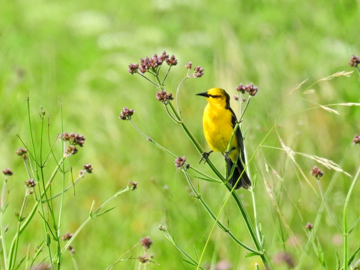 Goldstärling - ML647019047