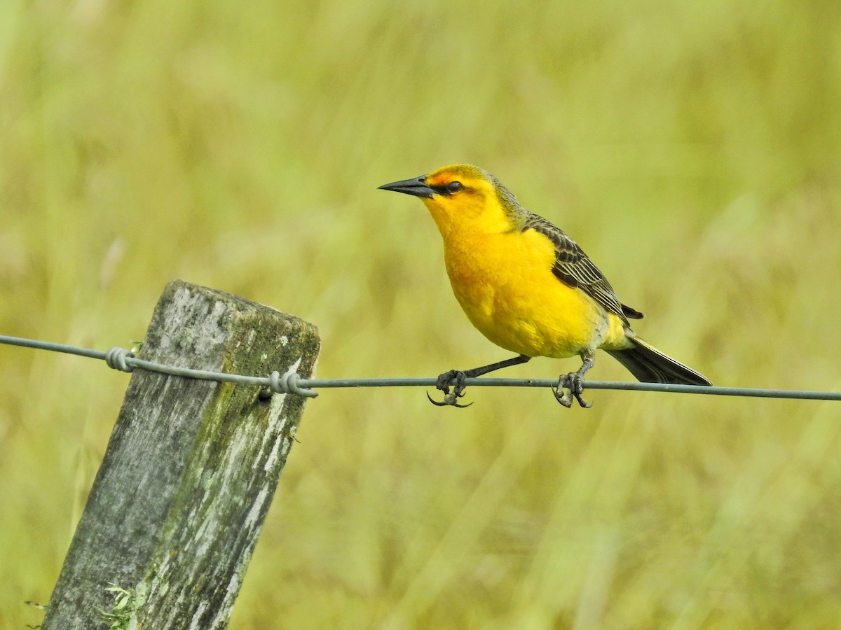 Goldstärling - ML647019048