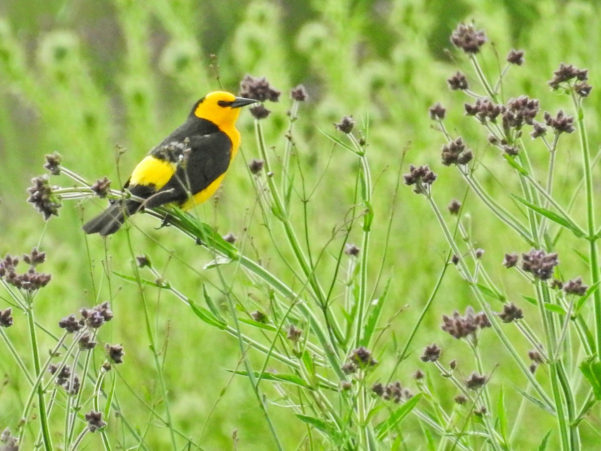 Goldstärling - ML647019049