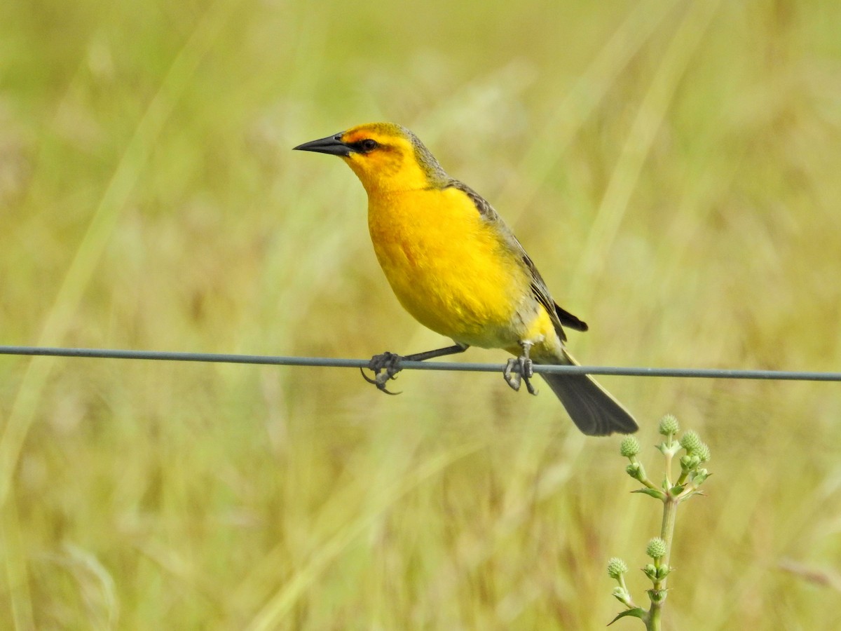 Goldstärling - ML647019052