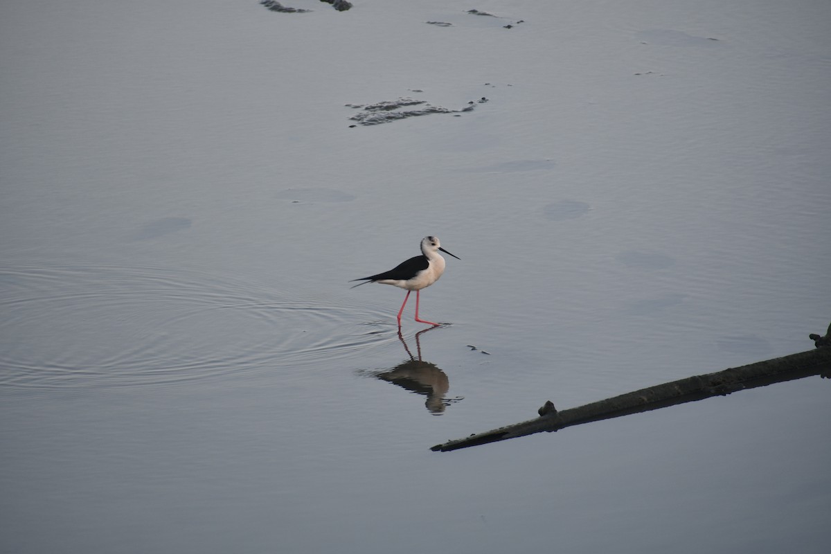 Black-winged Stilt - ML647019053
