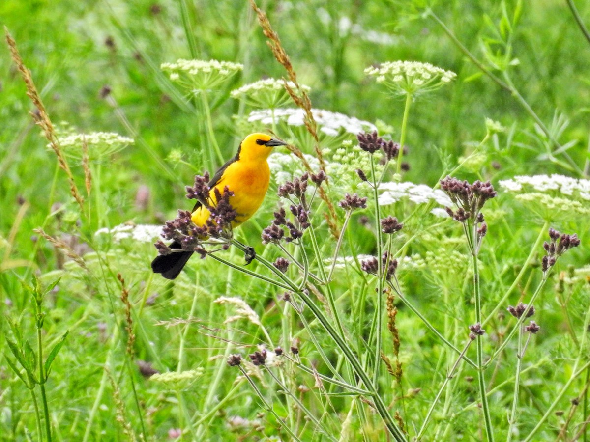 Goldstärling - ML647019054