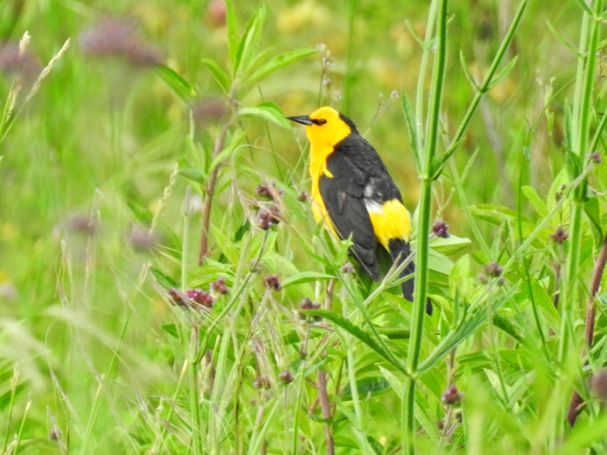 Goldstärling - ML647019055