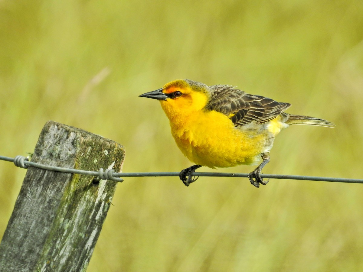 Goldstärling - ML647019056