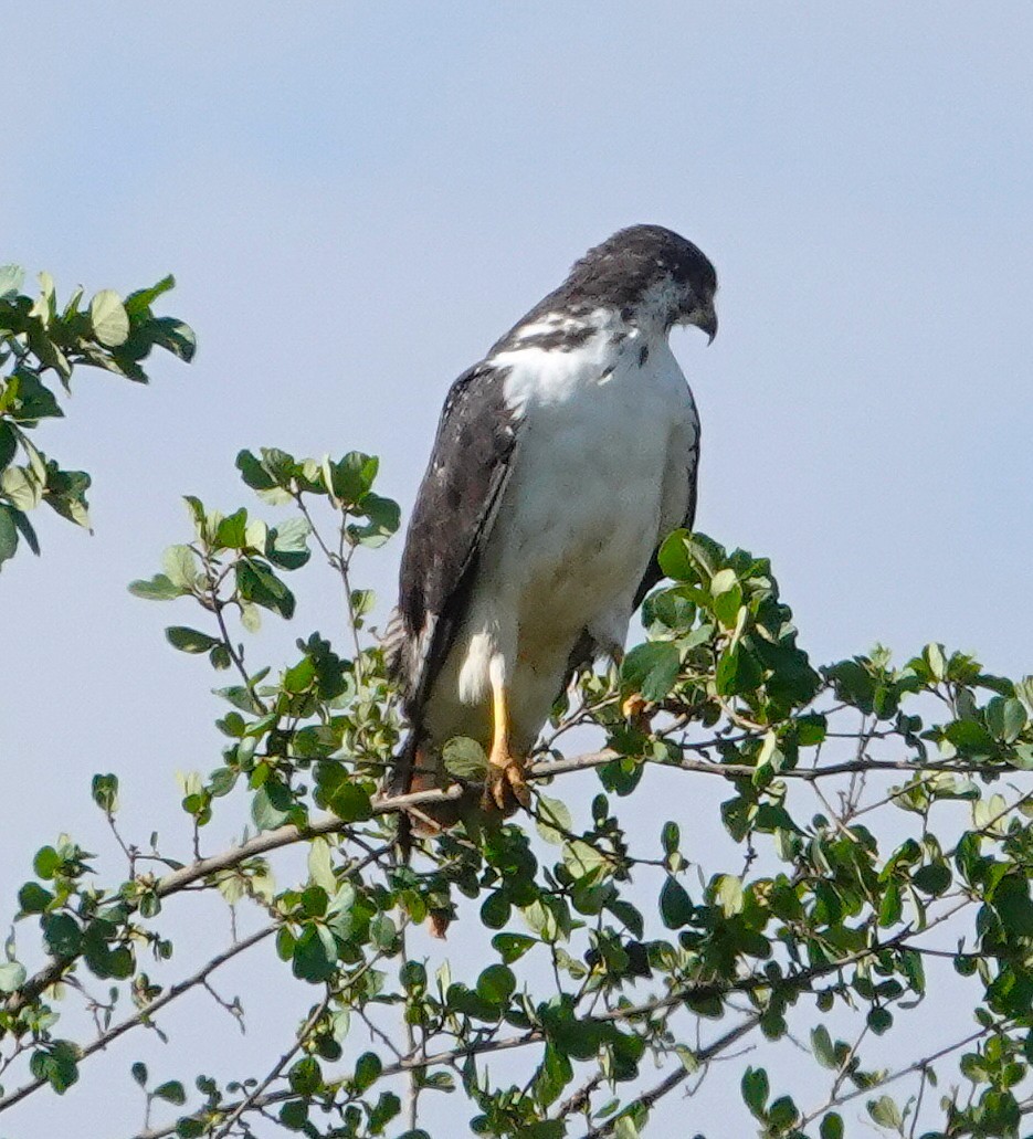 Augur Buzzard - ML647019057