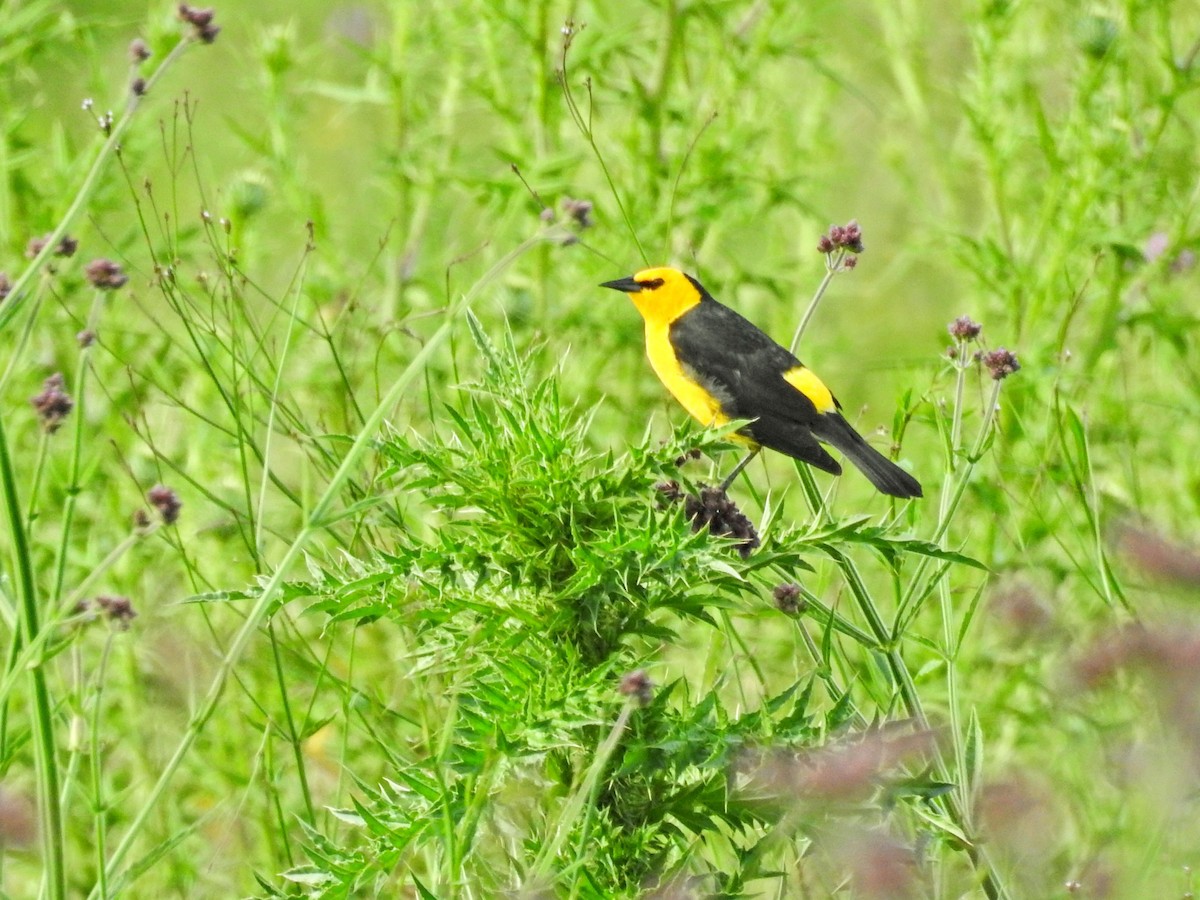 Goldstärling - ML647019058