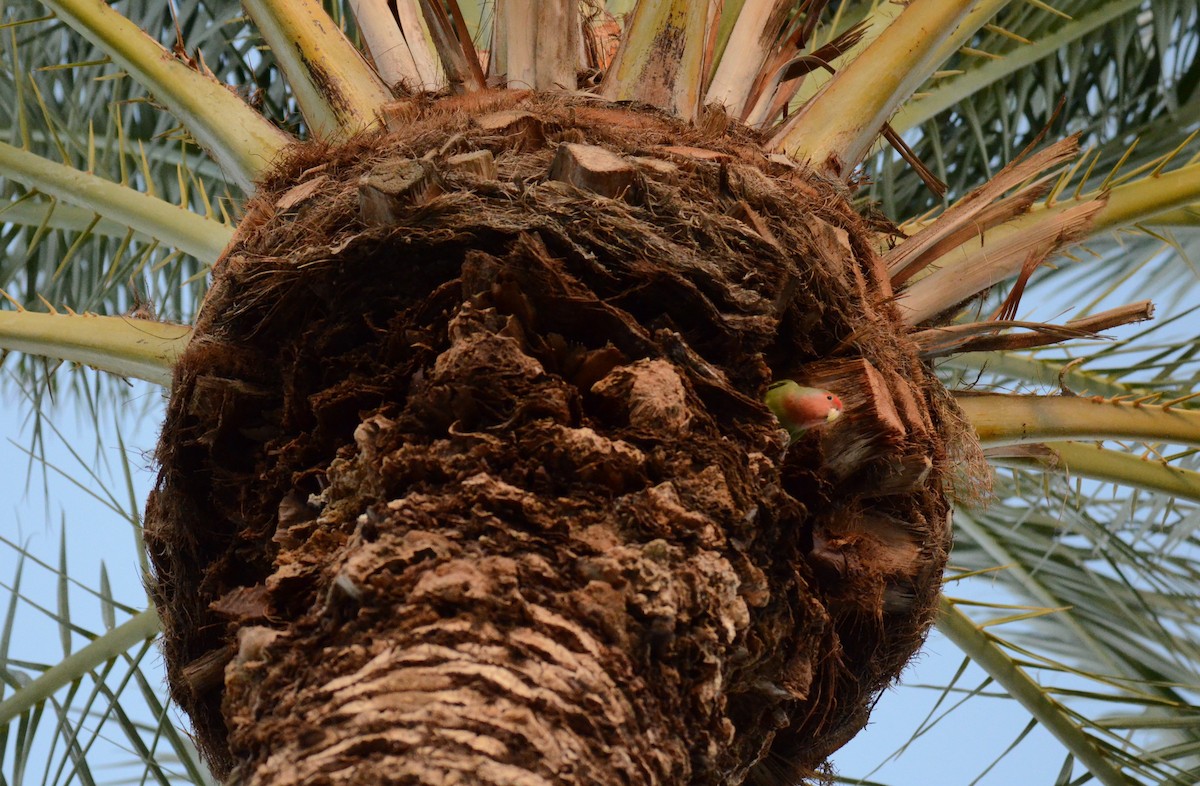 agapornis růžovohrdlý - ML647019059