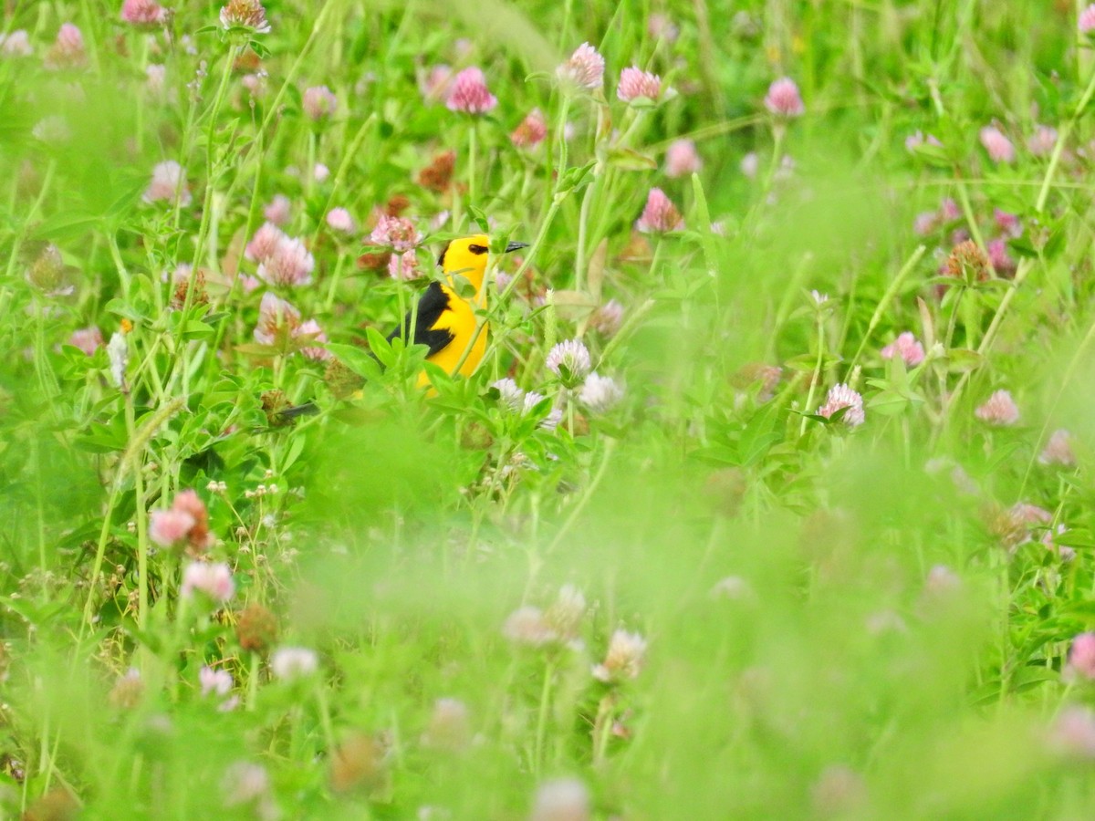 Goldstärling - ML647019060