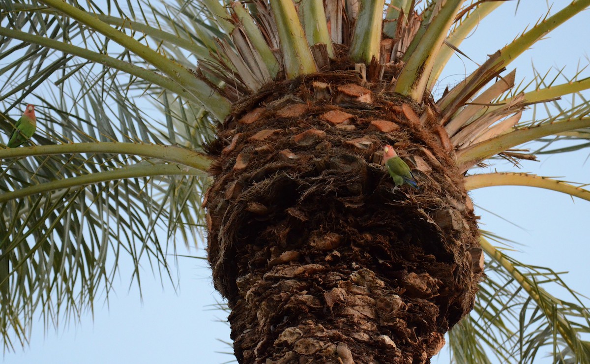 agapornis růžovohrdlý - ML647019061