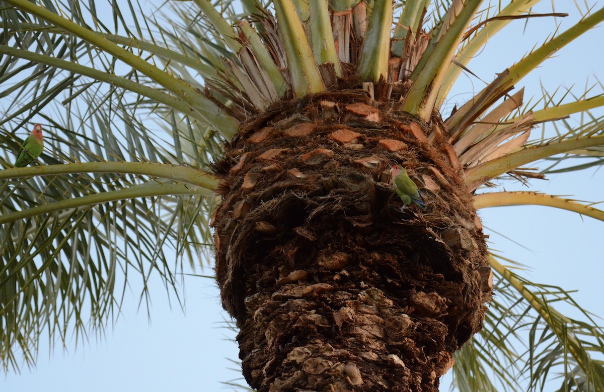 agapornis růžovohrdlý - ML647019062