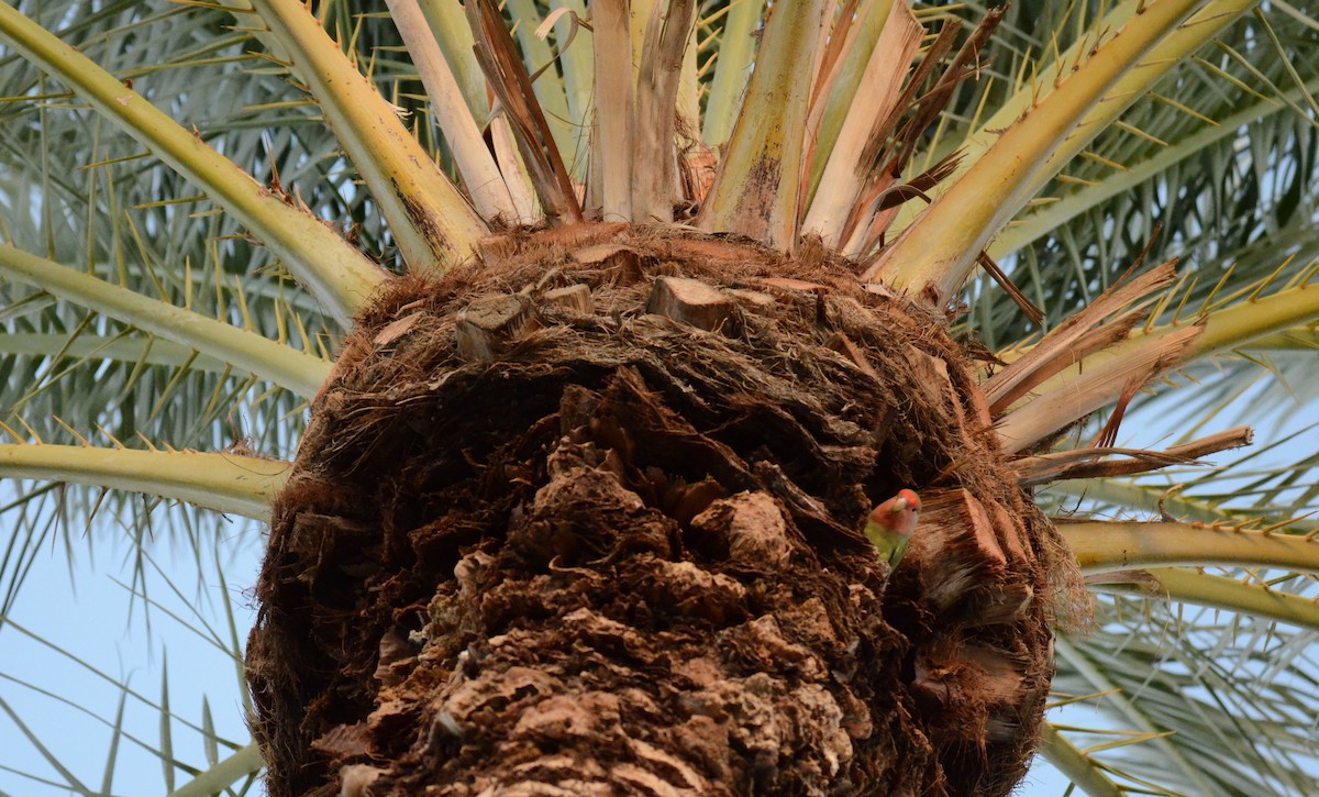 agapornis růžovohrdlý - ML647019063