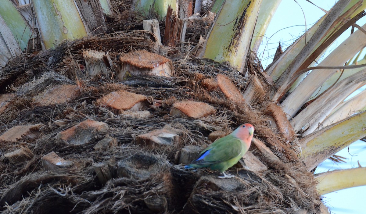 agapornis růžovohrdlý - ML647019065