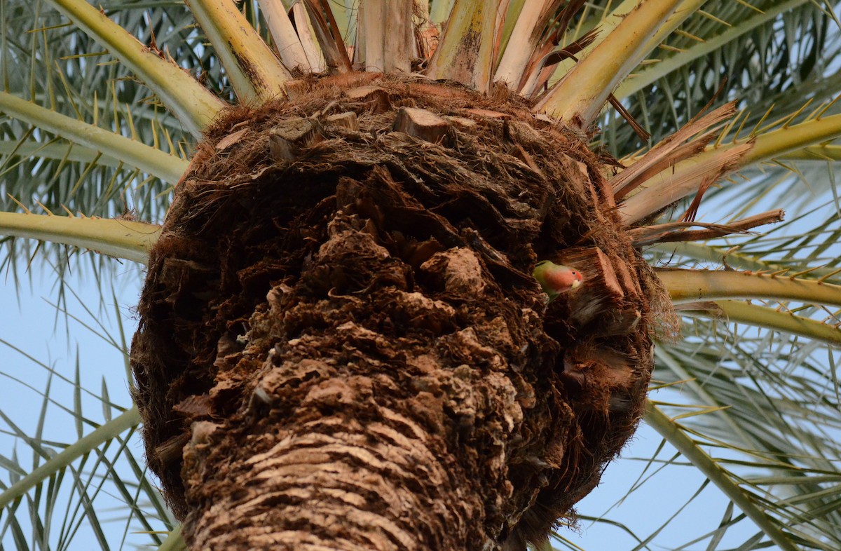 agapornis růžovohrdlý - ML647019066