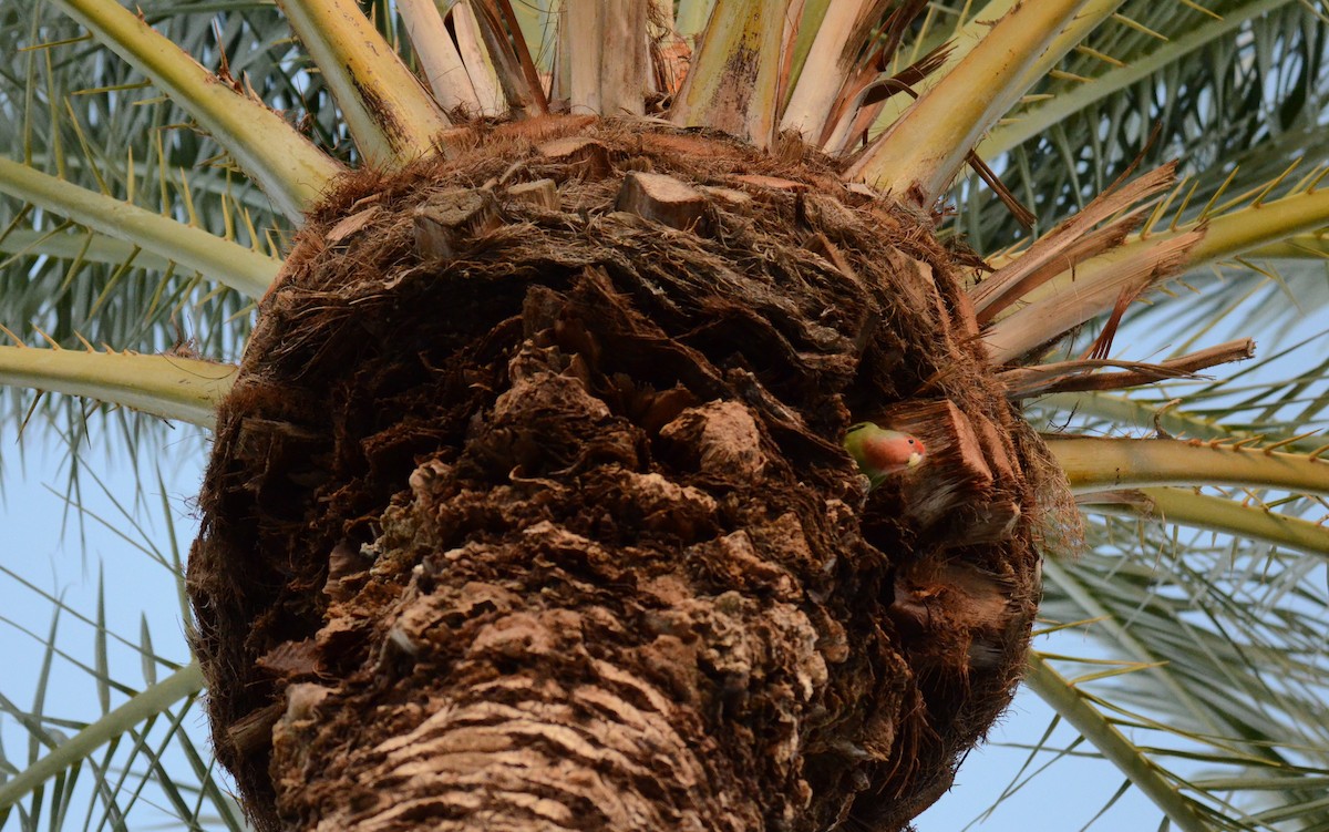 agapornis růžovohrdlý - ML647019067