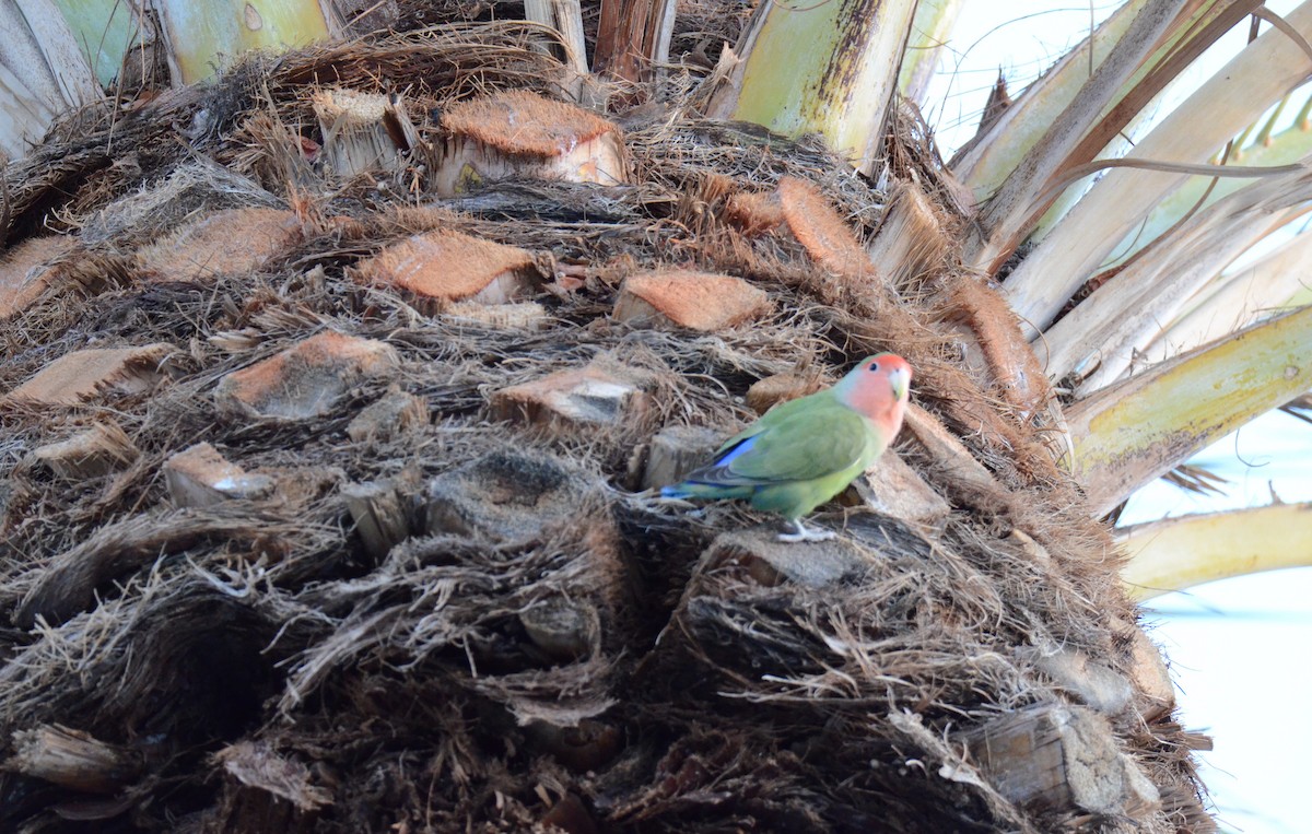 agapornis růžovohrdlý - ML647019068