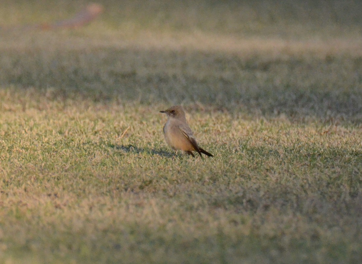 Say's Phoebe - ML647019070