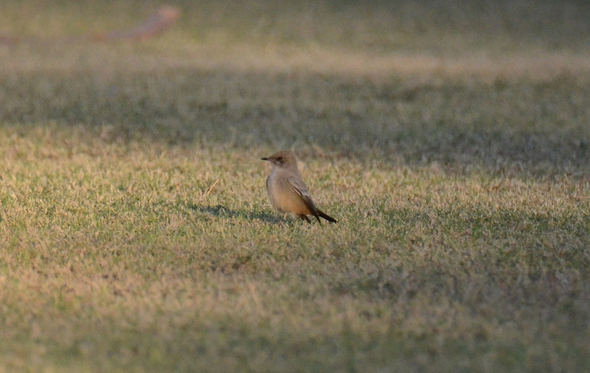 Say's Phoebe - ML647019071