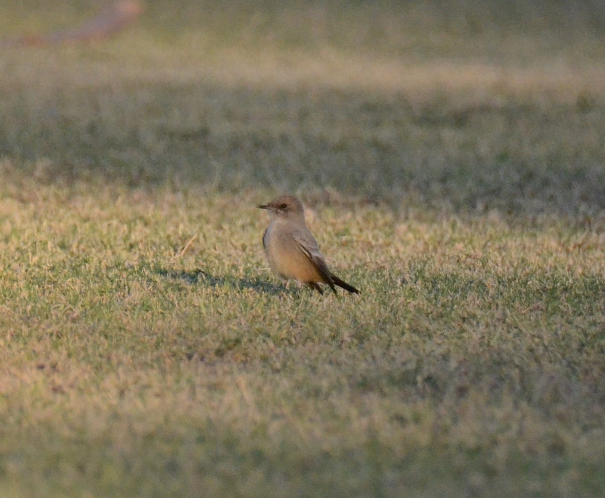 Say's Phoebe - ML647019072