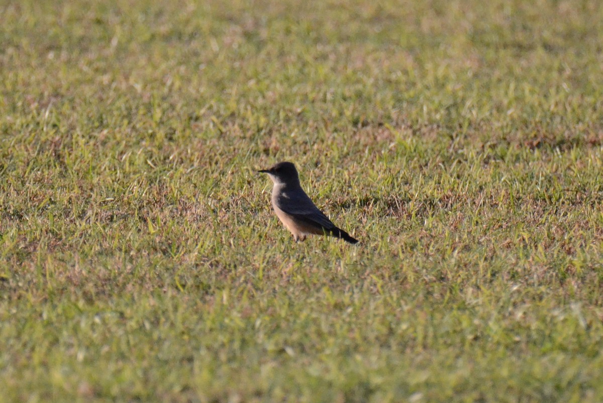 Say's Phoebe - ML647019073