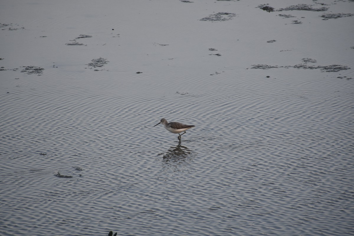 Common Greenshank - ML647019082
