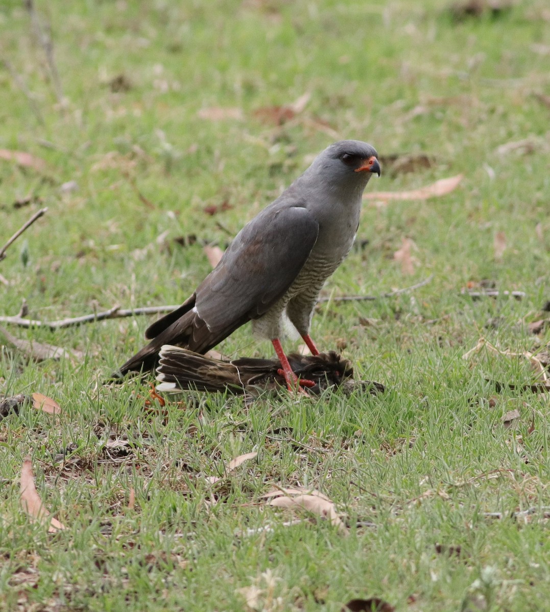 Gabar Goshawk - ML647019093