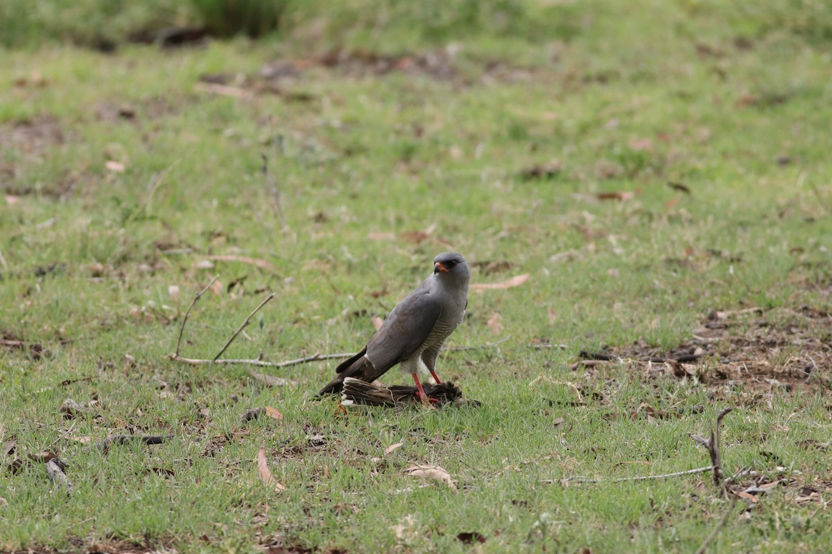 Gabar Goshawk - ML647019094
