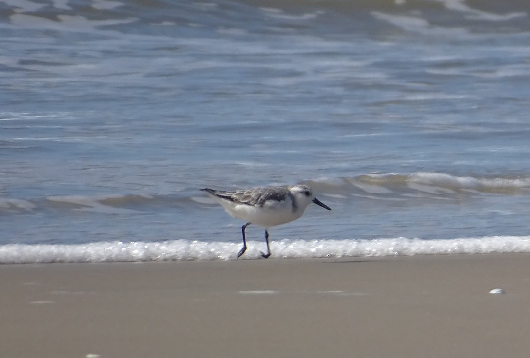 Песчанка - ML647019098