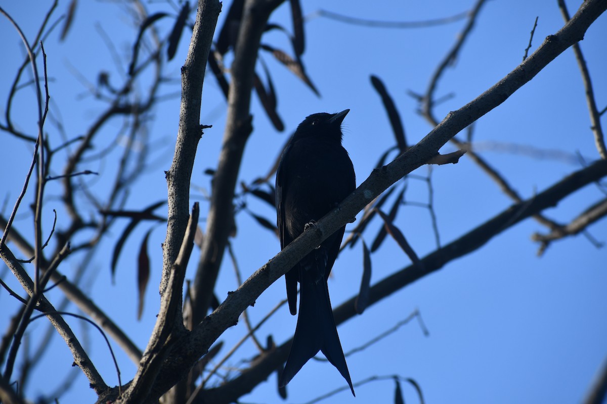 Black Drongo - ML647019099