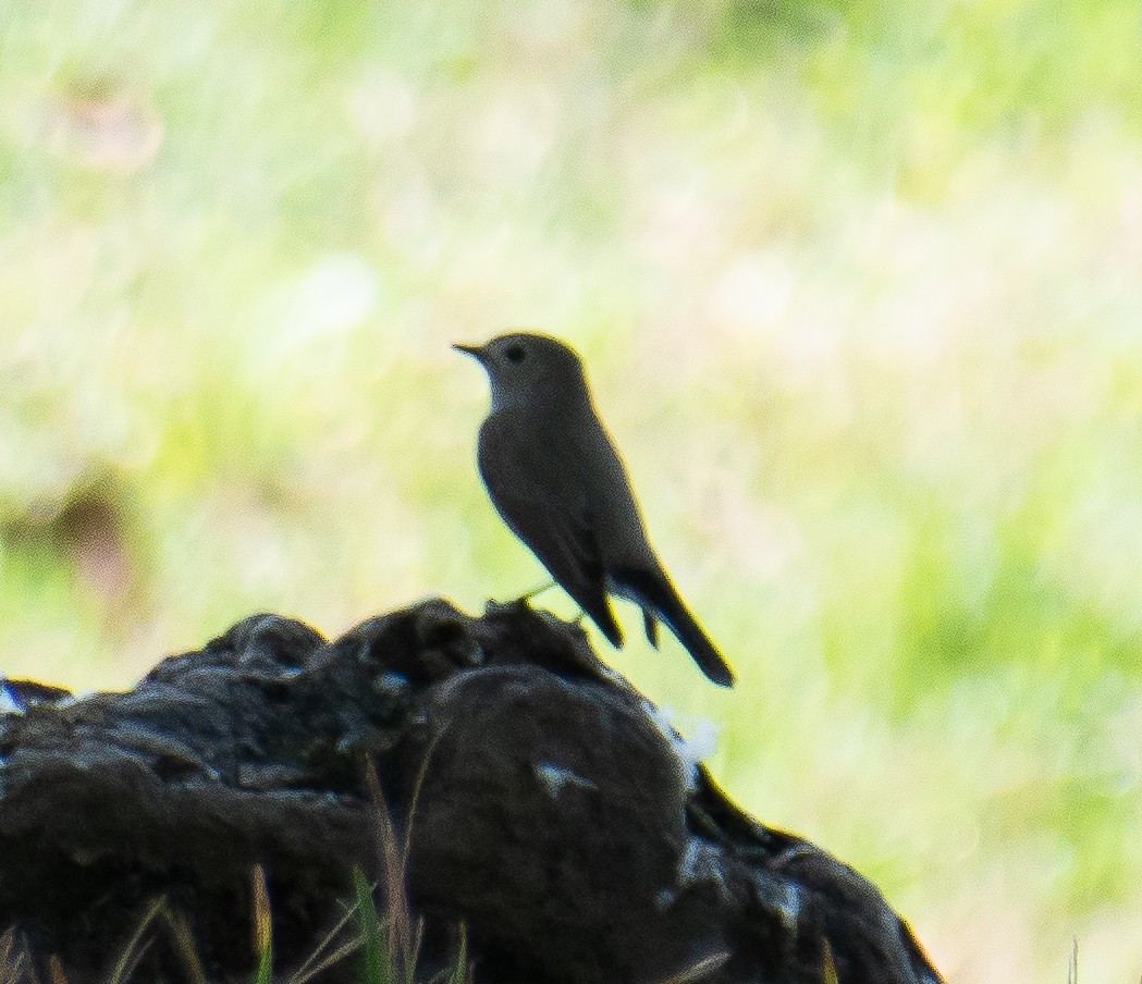 Taiga Flycatcher - ML647019100