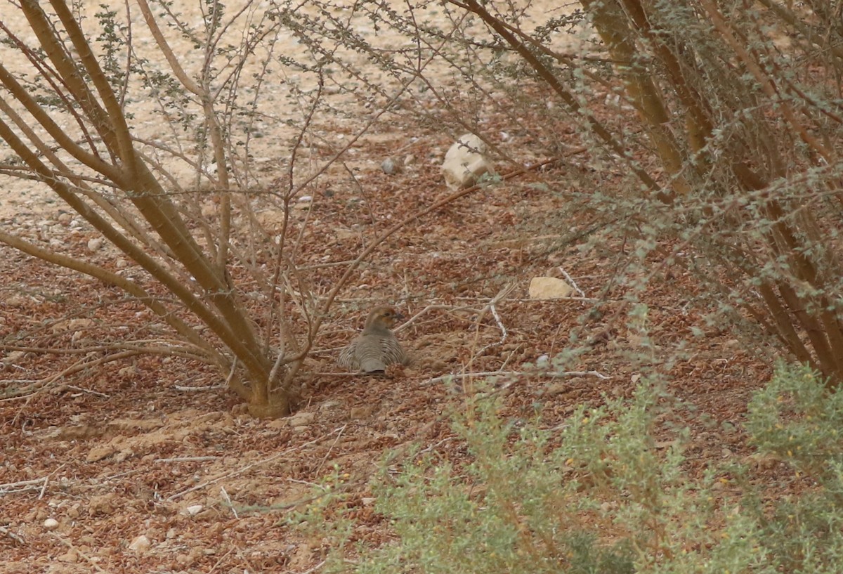 Gray Francolin - ML647019110