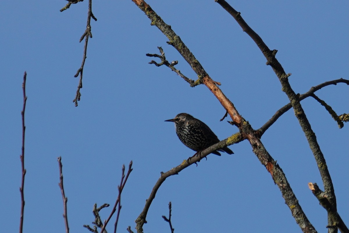 European Starling - ML647019116