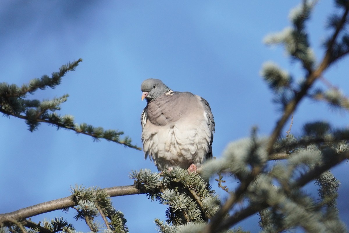 Common Wood-Pigeon - ML647019148