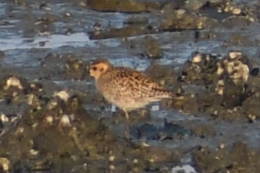 Pacific Golden-Plover - ML647019164