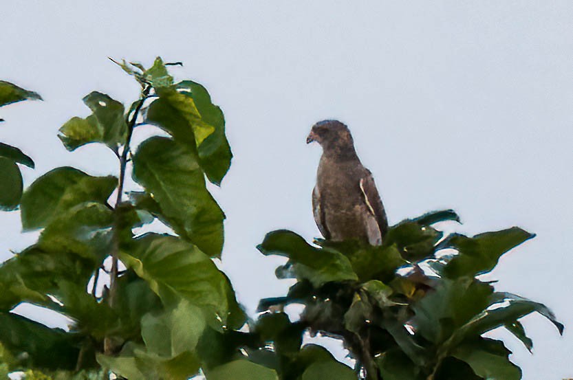 gabarhauk - ML647019175