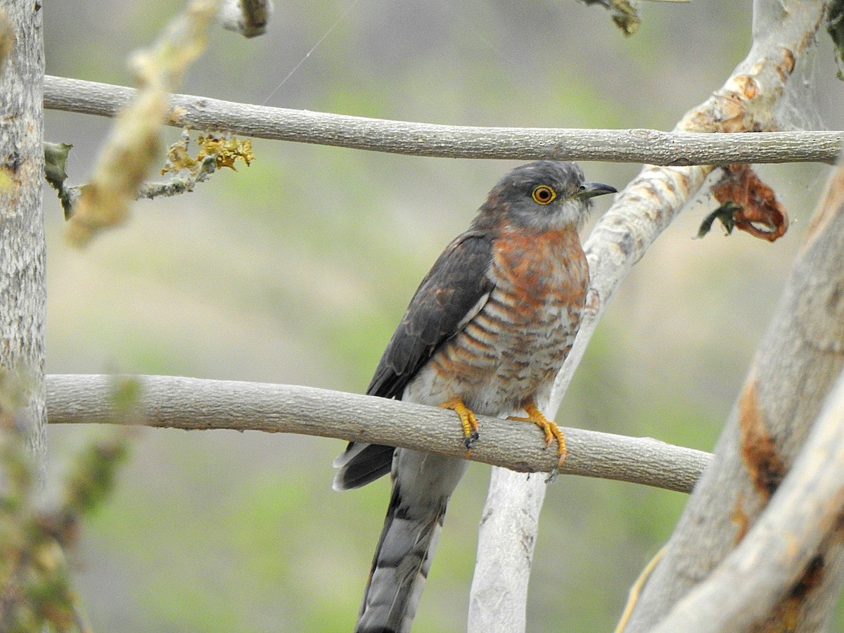 Common Hawk-Cuckoo - ML647019192