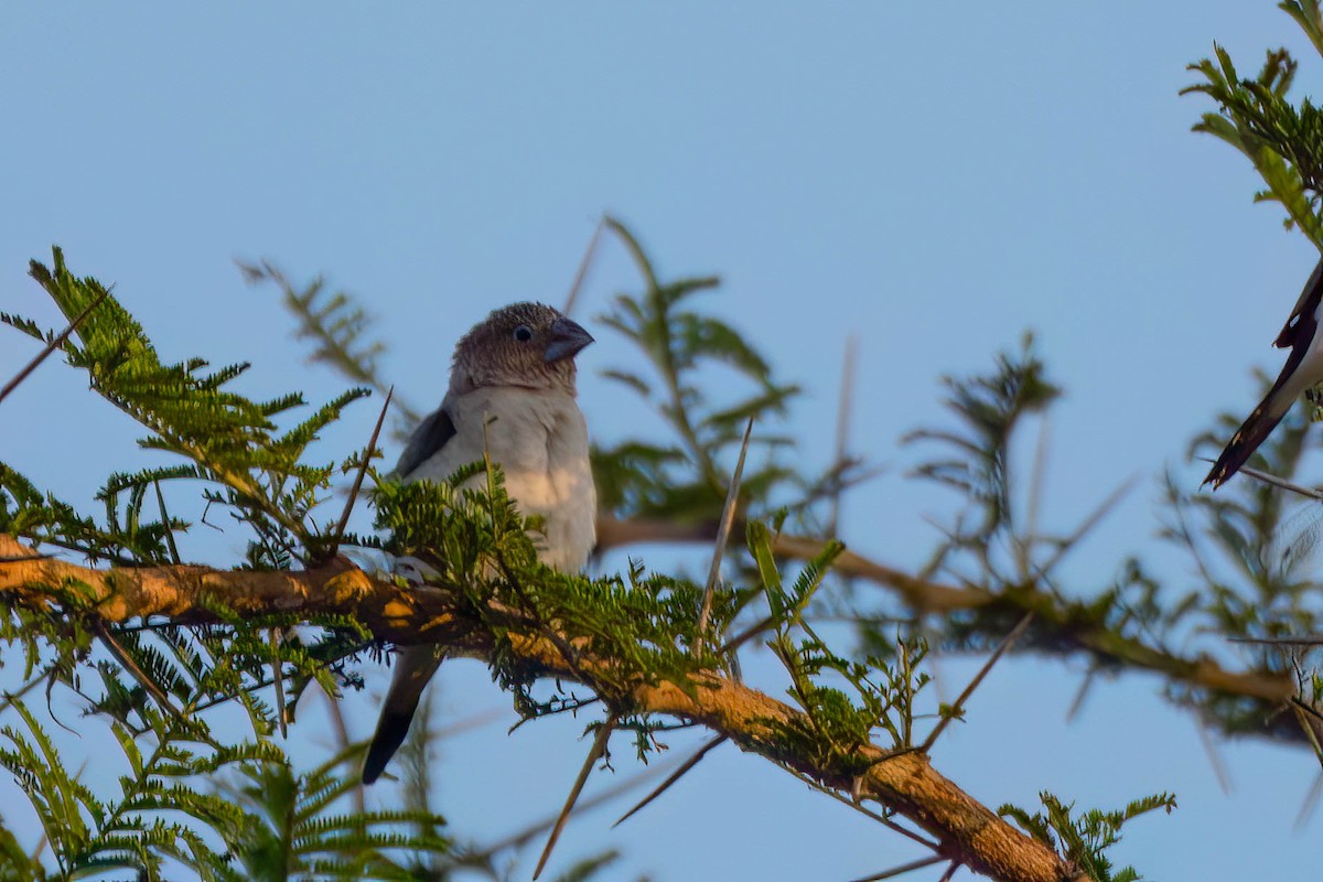 African Silverbill - ML647019194
